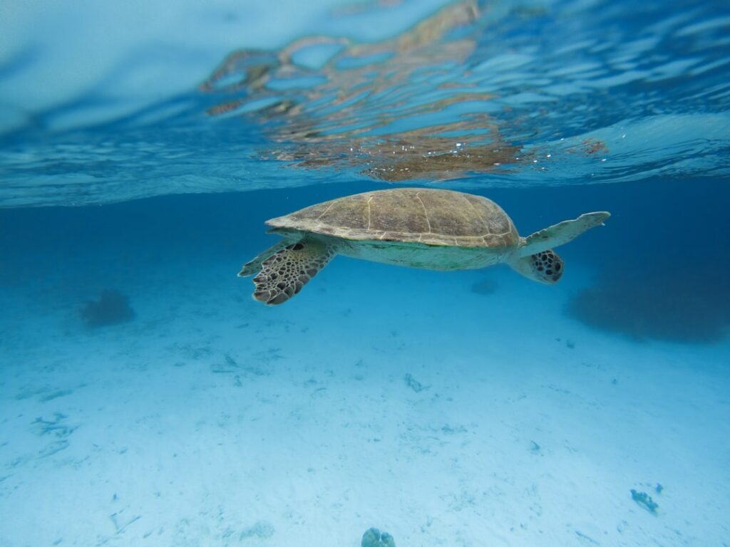 La Guía Definitiva para Nadar con Tortugas en Akumal y Vivir una Aventura Inolvidable