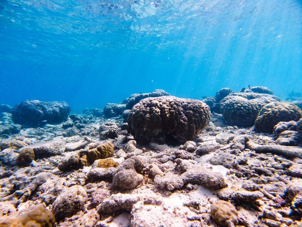 La guía definitiva para disfrutar al máximo Parque Xel-Ha en el Caribe Mexicano