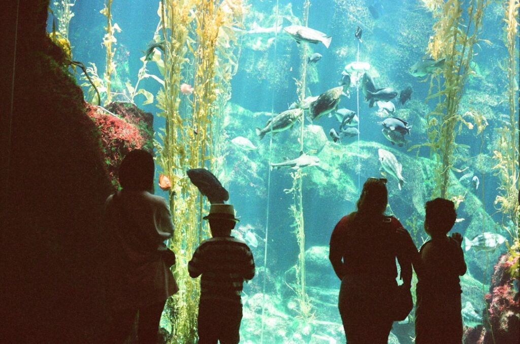 La Guía Definitiva para Explorar el Museo Subacuático de Arte en el Caribe Mexicano